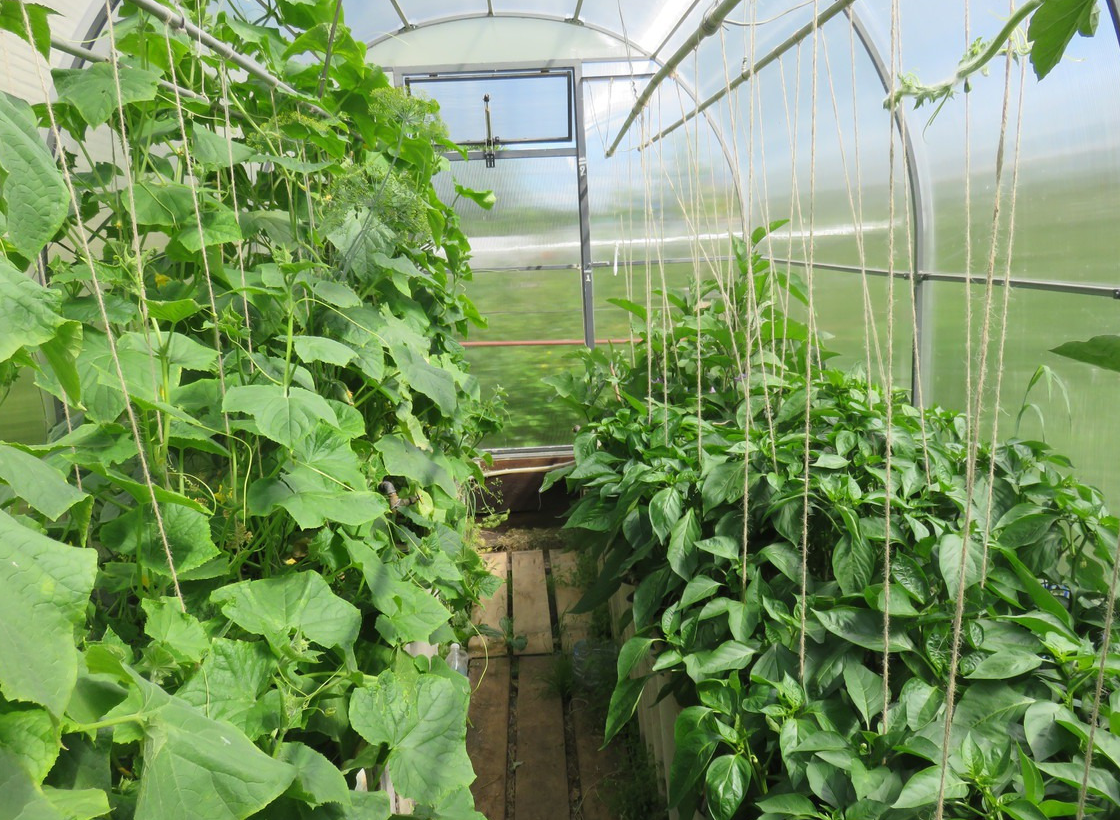 Выращивание кабачков в теплице