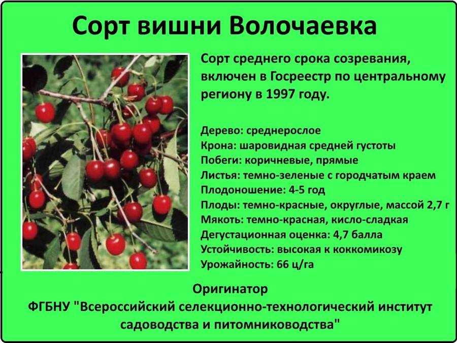 ✅ вишня любская описание сорта опылитель размножение - cvetochki-rostov-na-donu.ru