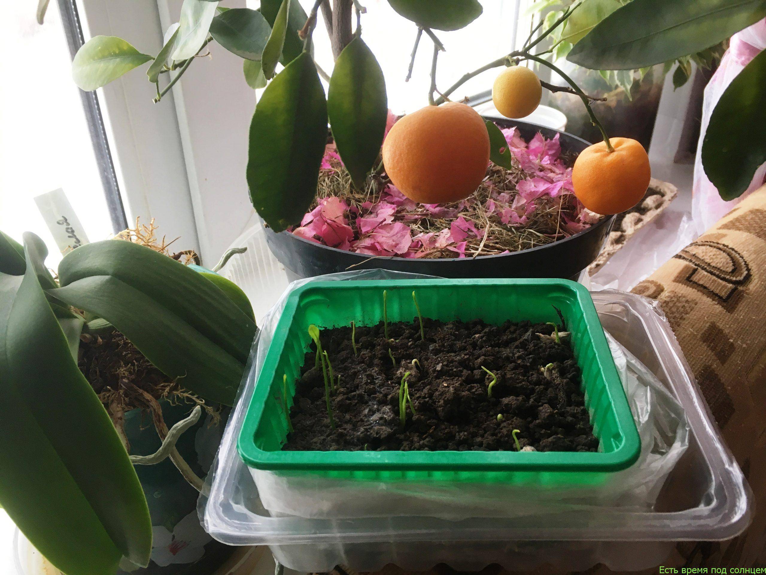 Как посадить мандарин в горшке и ухаживать за ним в домашних условиях
