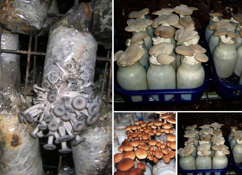 Какие грибы можно выращивать. где выращивать грибы. как можно выращивать грибы вешенки, шиитаке, шампиньоны, белые грибы. выращивание грибов на дачном участке. выращивание грибов на даче это не только занятие для хобби, но и польза для всей семьи.