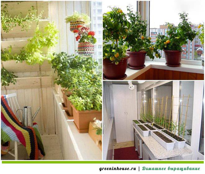 Огород на балконе: очень подробно для начинающих растениеводов