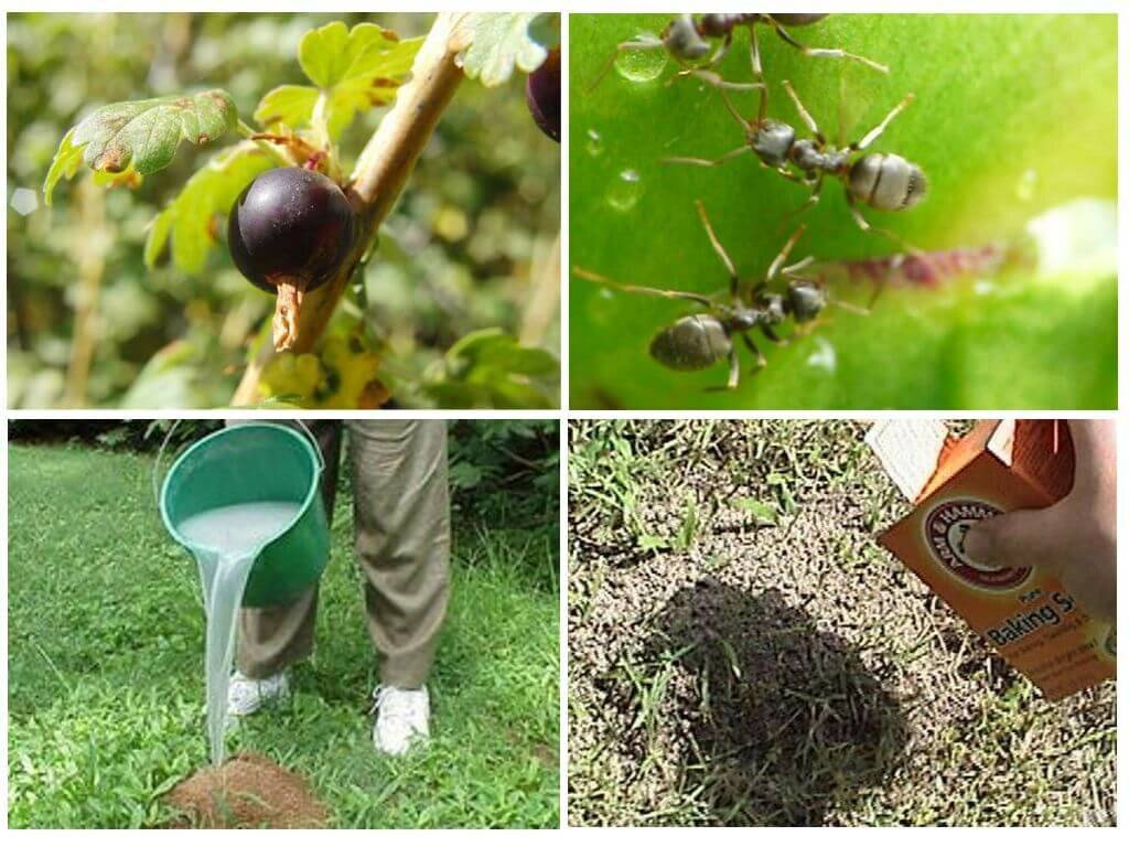 Как прогнать муравьев с участка: профилактика, народные и профессиональные методы борьбы с вредителями