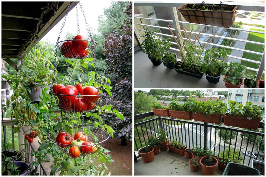 Огород на балконе: выращивание овощей своими руками для начинающих, как посадить и вырастить, дачу сделать