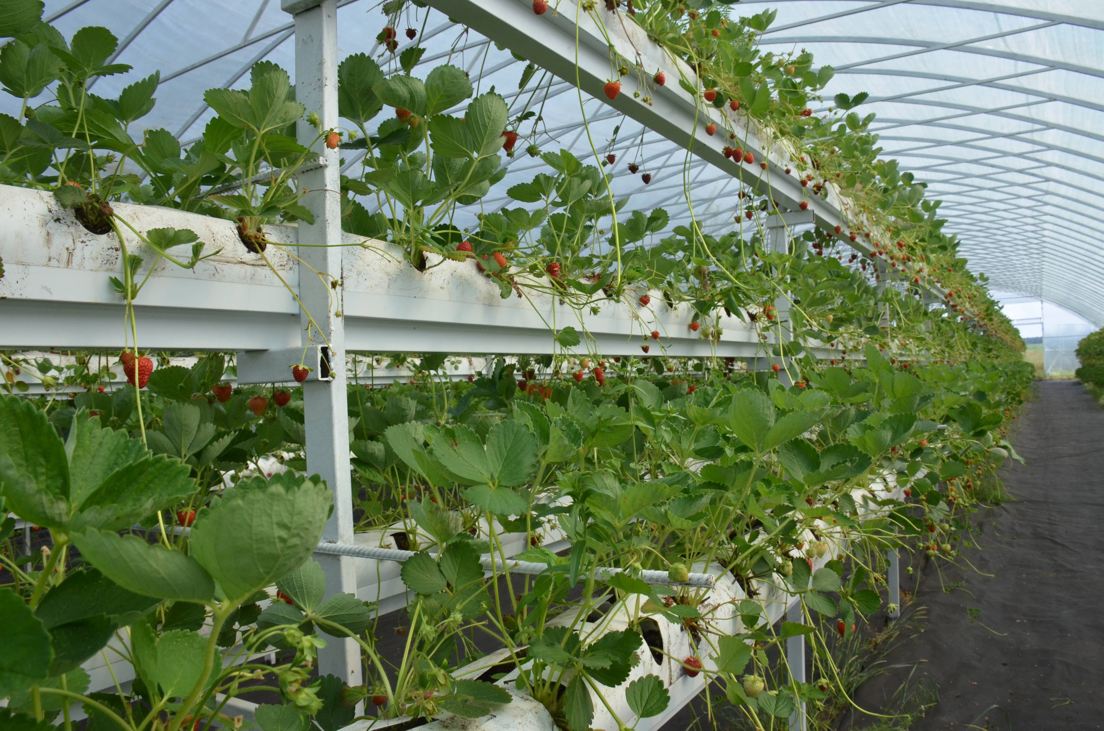 Технология выращивания клубники в теплице круглый год | садоводство и огородничество