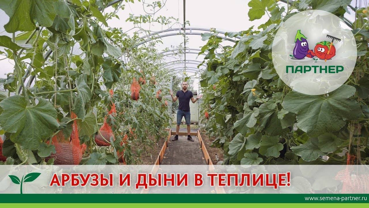 Выращивание арбузов в теплице: проверенным методом