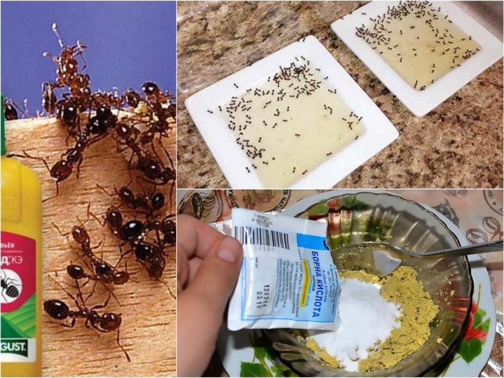 Как навсегда избавиться от муравьёв в доме: народные средства, эффективные гели, профилактические меры