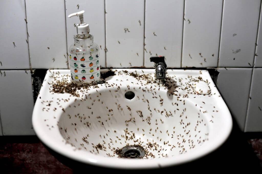В ванной и туалете завелись насекомые быстро бегают головастики что делать?