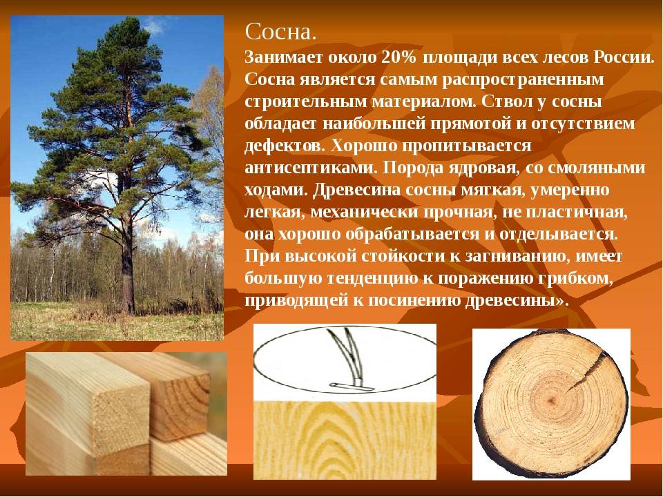 Выбор древесины для строительства дома: советы и полезные рекомендации