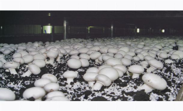 Выращивание грибов вешенок: мой опыт за 15 лет