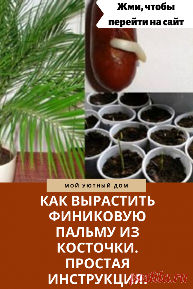 Финиковая пальма из косточки в домашних условиях: как вырастить и ухаживать? - sadovnikam.ru