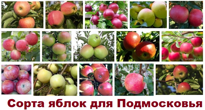 Самые зимостойкие сорта яблонь для подмосковья с фото и описанием