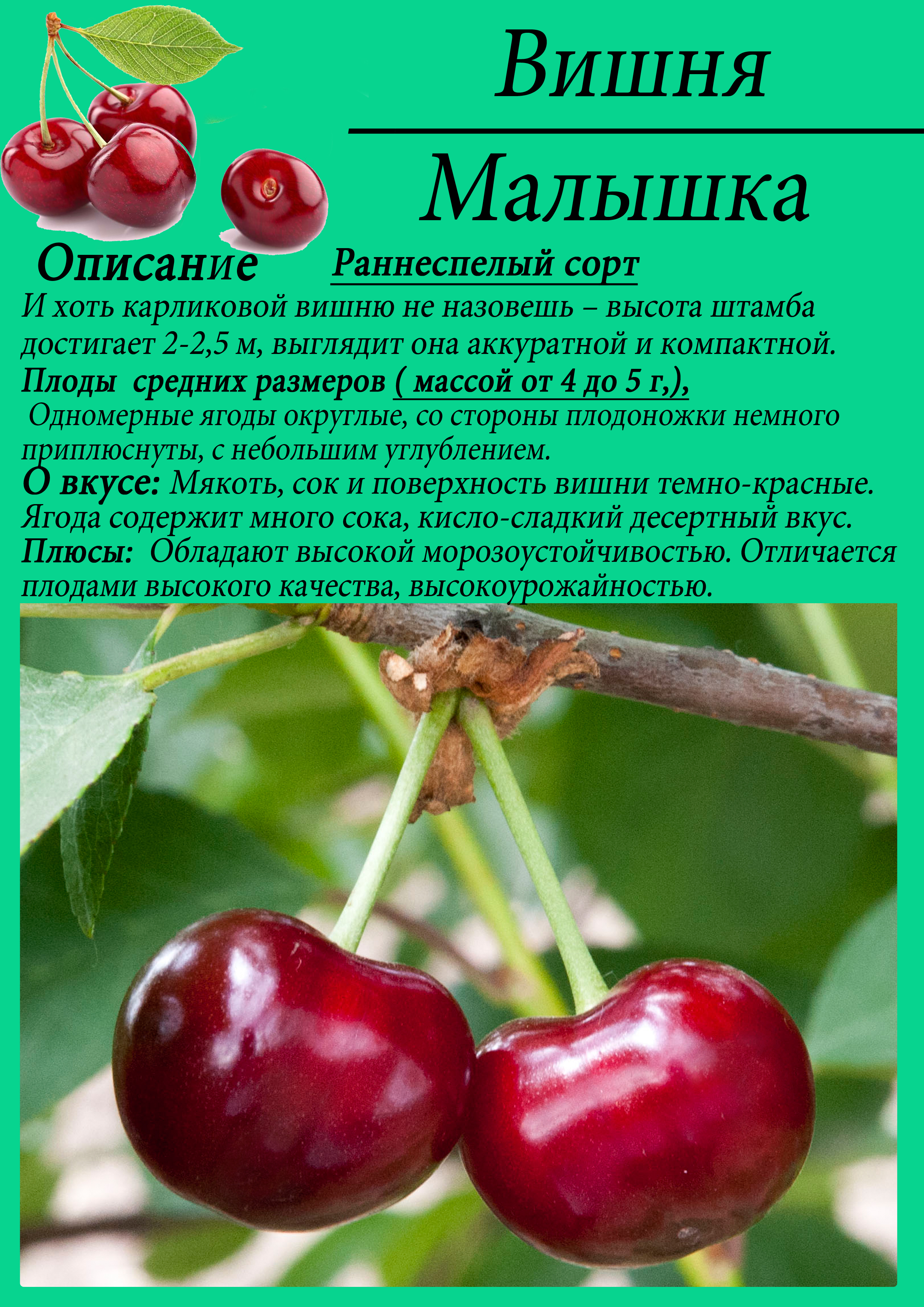 Вишня владимирская, посадка и уход