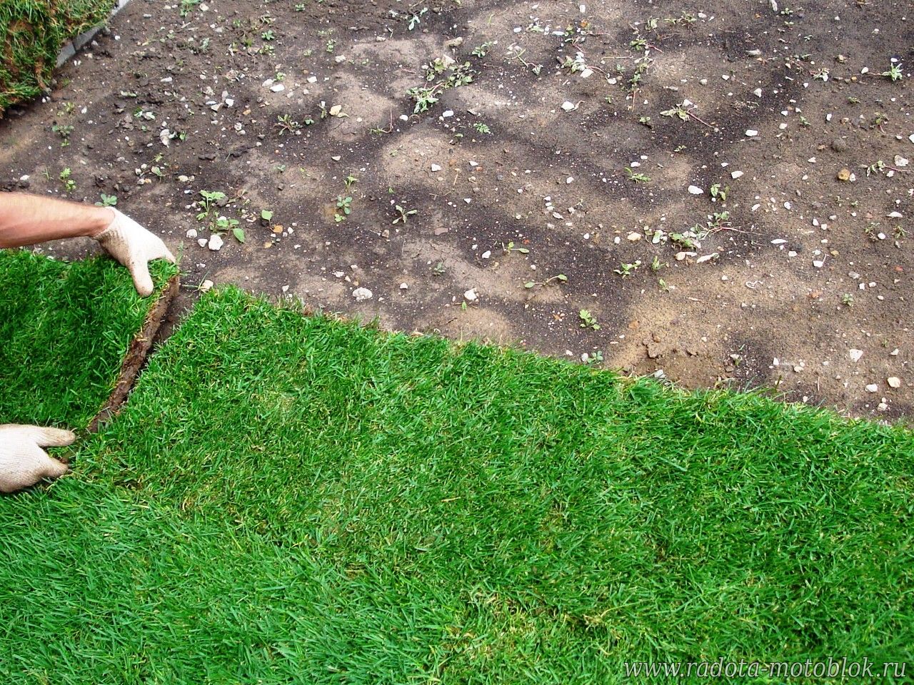 Как правильно посеять газонную траву: руководство по начальному этапу создания газона на даче.