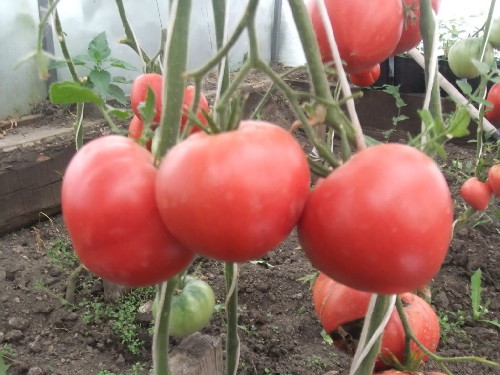 Сорта низкорослых томатов для теплиц: лучшие виды помидоров, особенности выбора в зависимости от региона