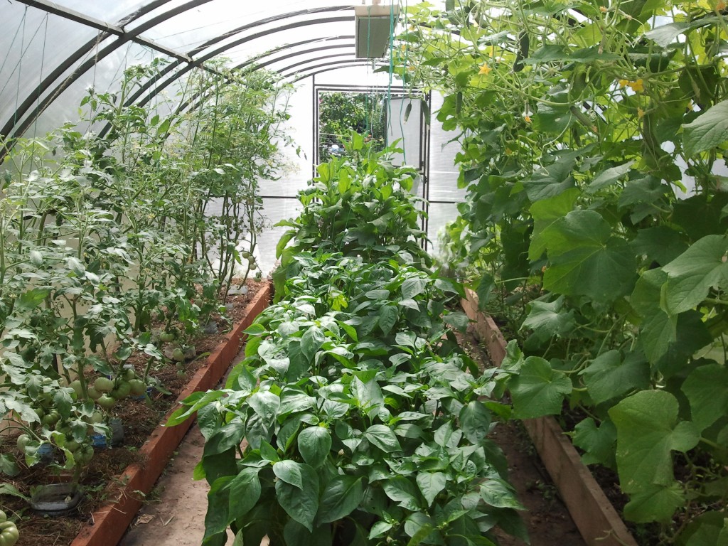 Совместимость овощных культур в теплице | огородник