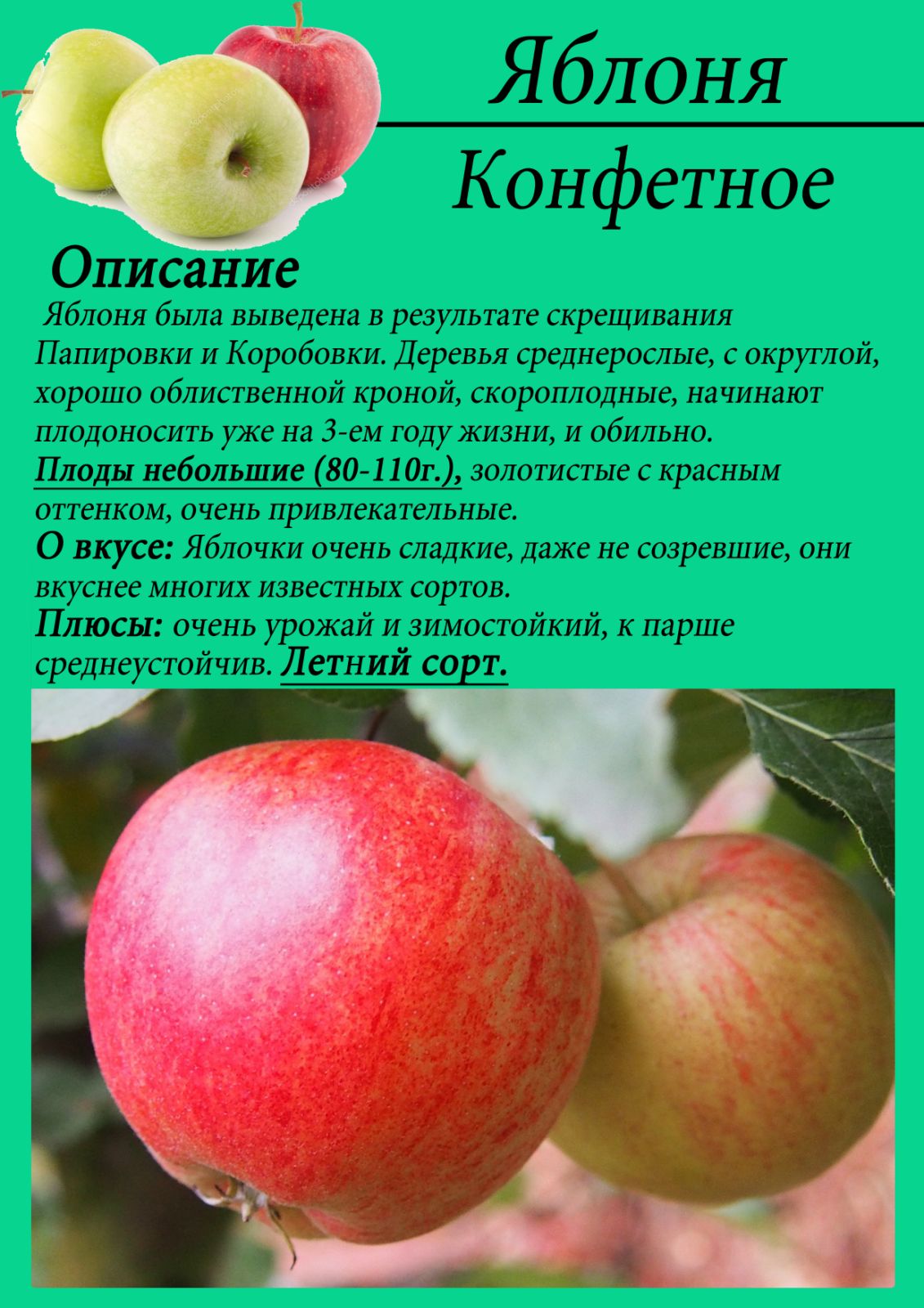 Зимостойкие сорта яблонь для сибири, подмосковья и урала: 20 лучших сортов, отзывы