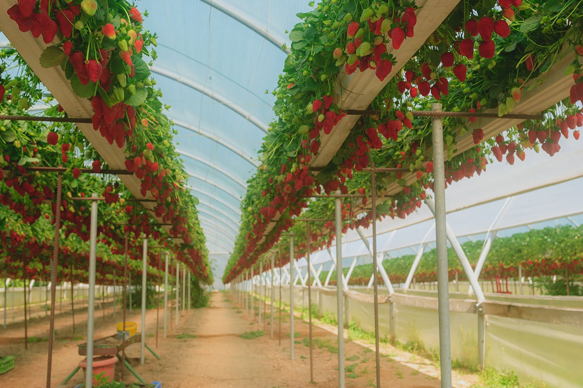 Выращивание клубники круглый год. технология выращивания клубники в теплице.