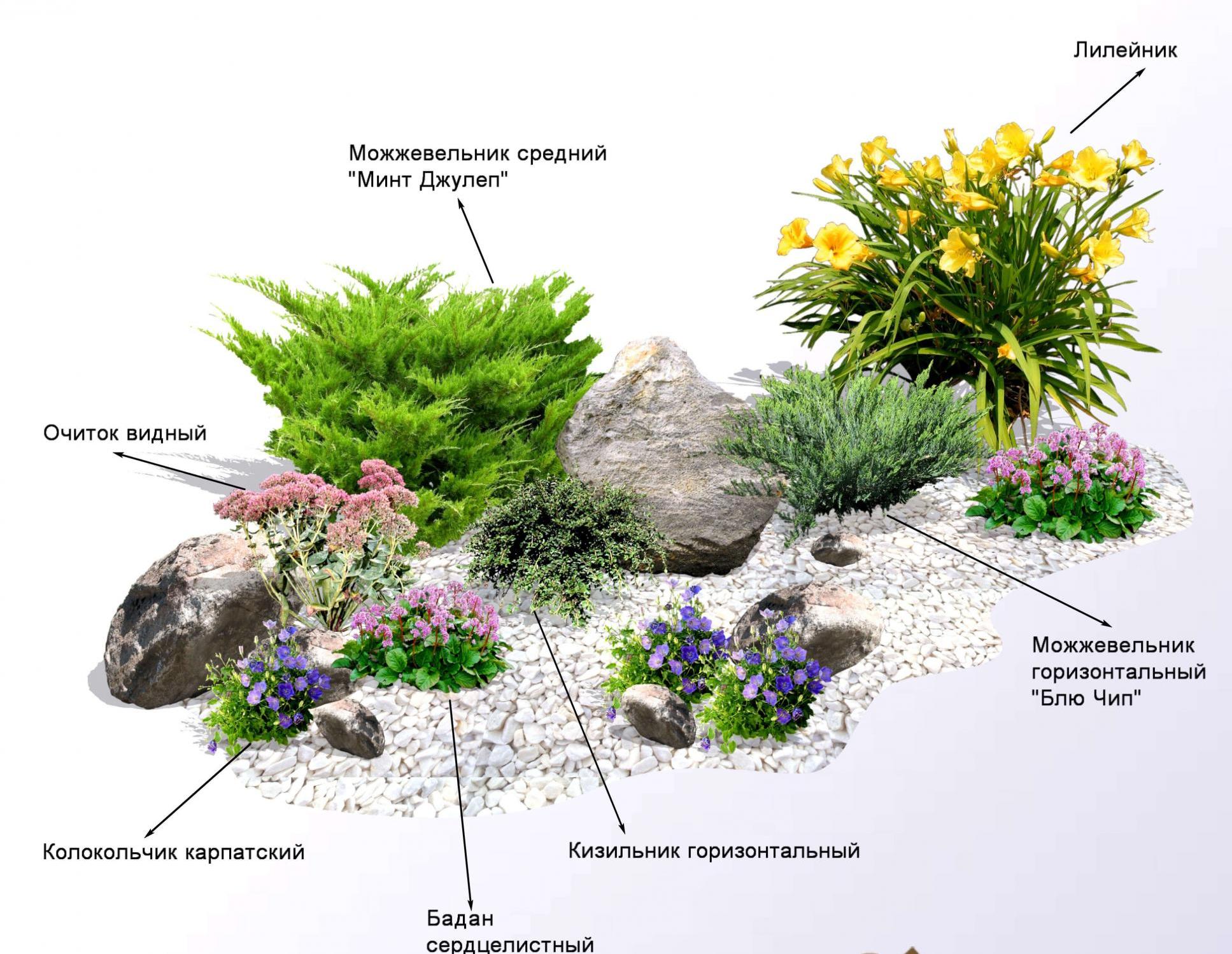 Растения на альпийскую горку фото и названия