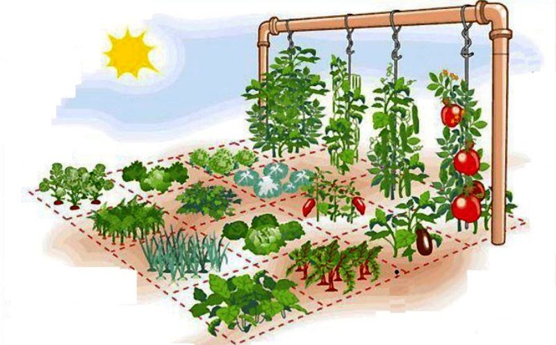 Как расположить растения в теплице » eтеплица