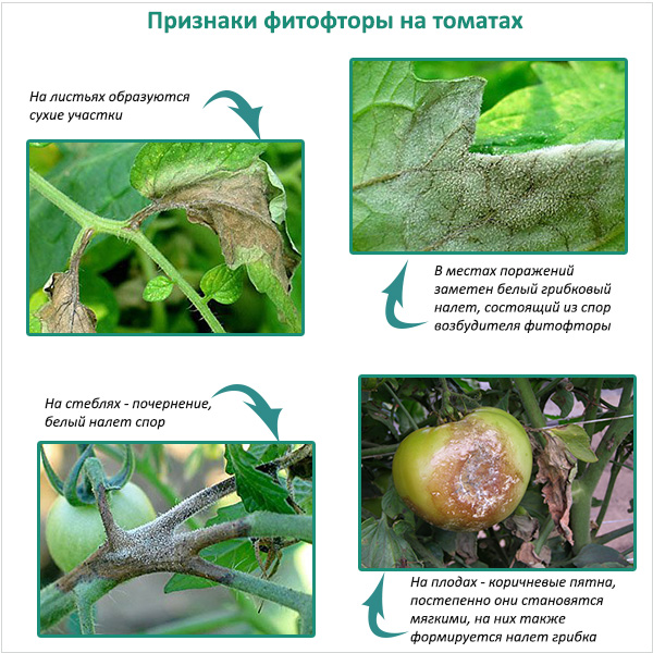 Эффективная борьба с фитофторой на помидорах в теплице: 3 метода