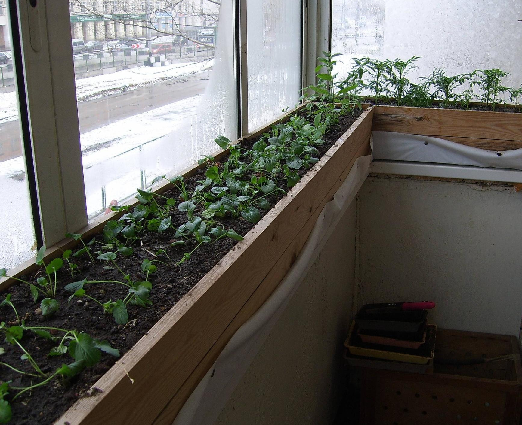 Парник (теплица) для выращивания рассады на балконе на 4 полки (фото)