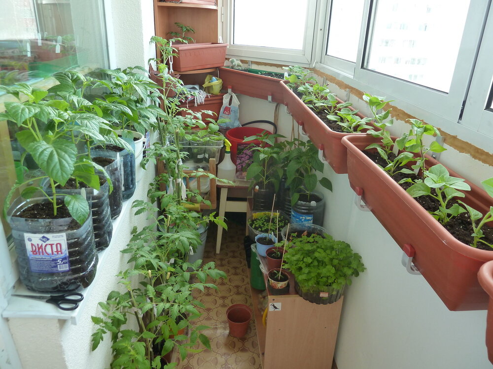 Огород на подоконнике для начинающих: что можно вырастить в квартире