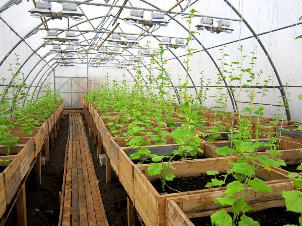 Выращивание огурцов зимой в теплице: технология, освещение и требования к зимней теплице из поликарбоната