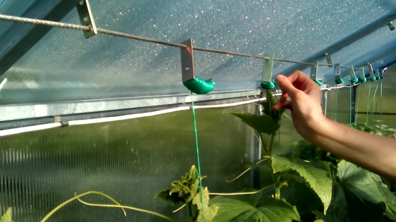 Подвязка огурцов в парнике: как правильно подвесить вертикально с дугами