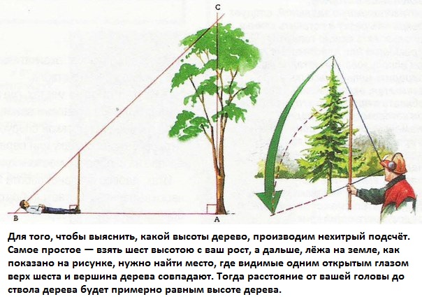 Дерево соседа замахнулось на ваш участок: можно пилить или нет?