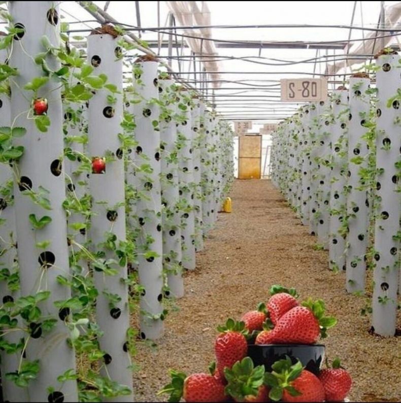 Практическое выращивание клубники в теплице круглый год: технология и 6 советов