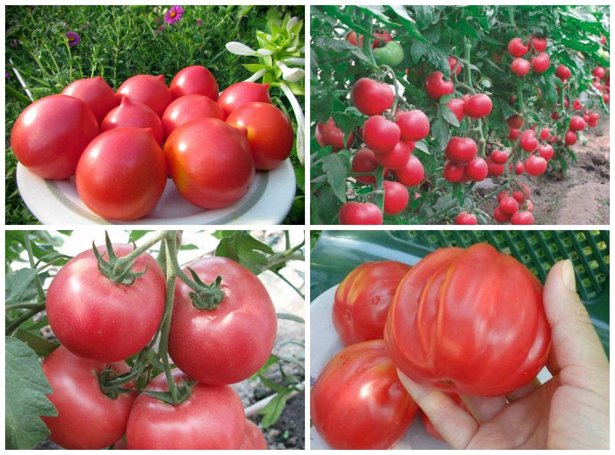 Самые сладкие и лучшие сорта томатов для теплиц
