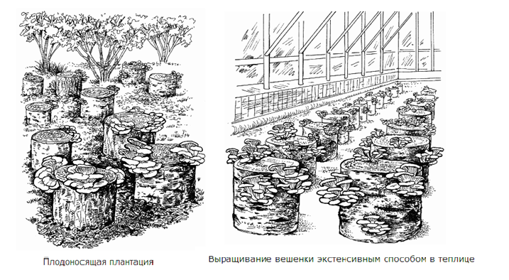 Теплица для выращивания грибов своими руками: инструкция по изготовлению, советы