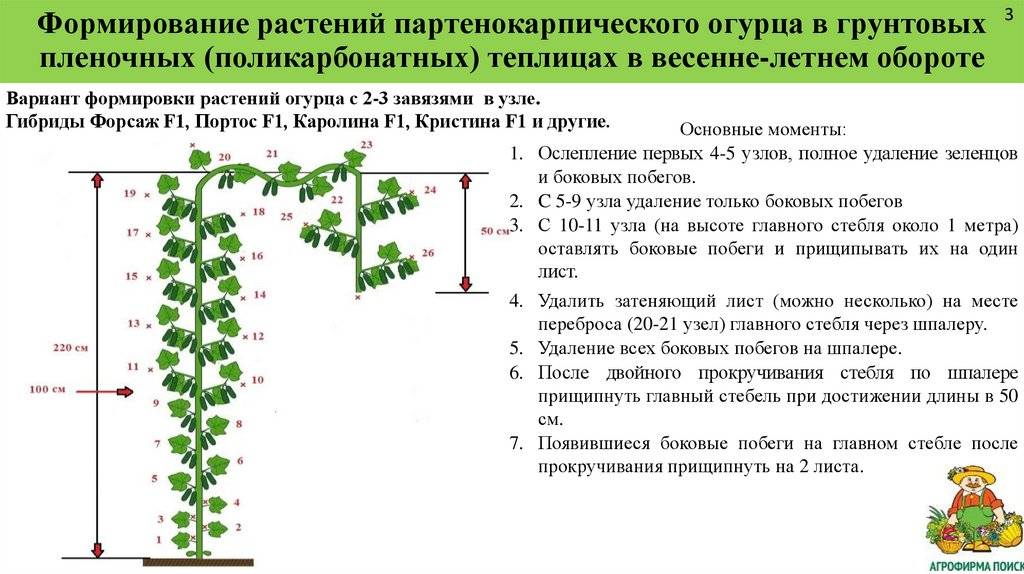 Схема высадки огурцов в парник