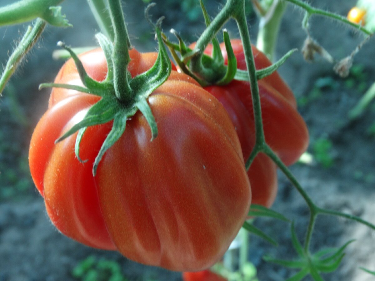 Лучшие сорта томатов для теплицы: 15 самых вкусных и урожайных, отзывы, рейтинг, как правильно выбрать помидоры для теплицы