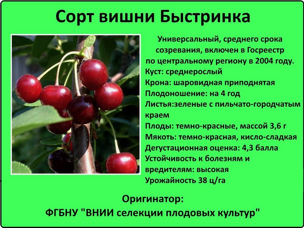 Вишня владимирская: описание сорта и фото, посадка и уход, опылители и вредители selo.guru — интернет портал о сельском хозяйстве