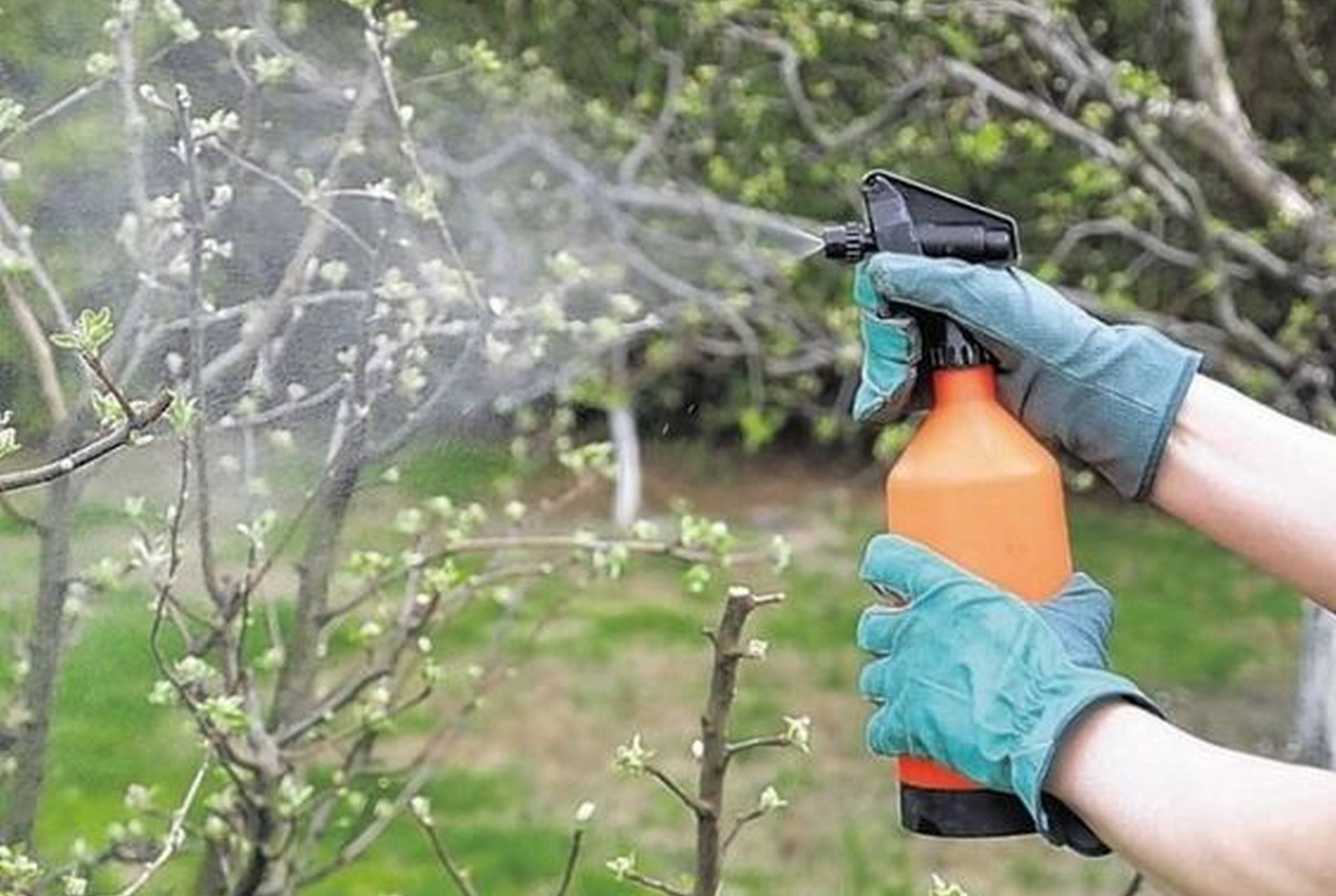 Обработка плодовых деревьев от болезней и вредителей весной: когда и чем обрабатывать