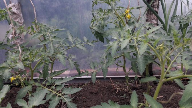 Почему не завязываются помидоры в теплице: томаты цветут а завязи нет