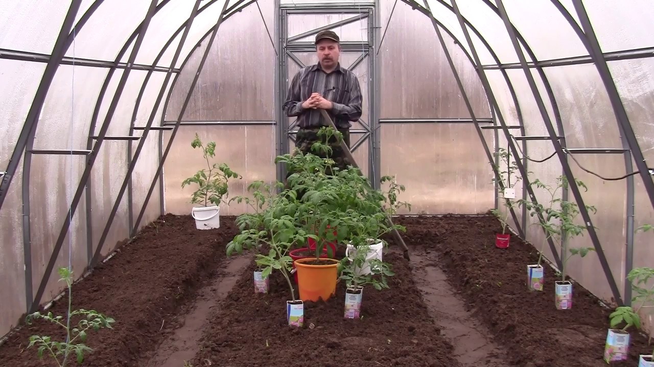 Как посадить помидоры в теплицу из поликарбоната, с чем можно вместе сажать томаты, схема посадки + видео