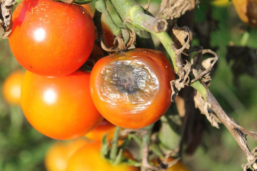 Болезни помидор с фото и их лечение