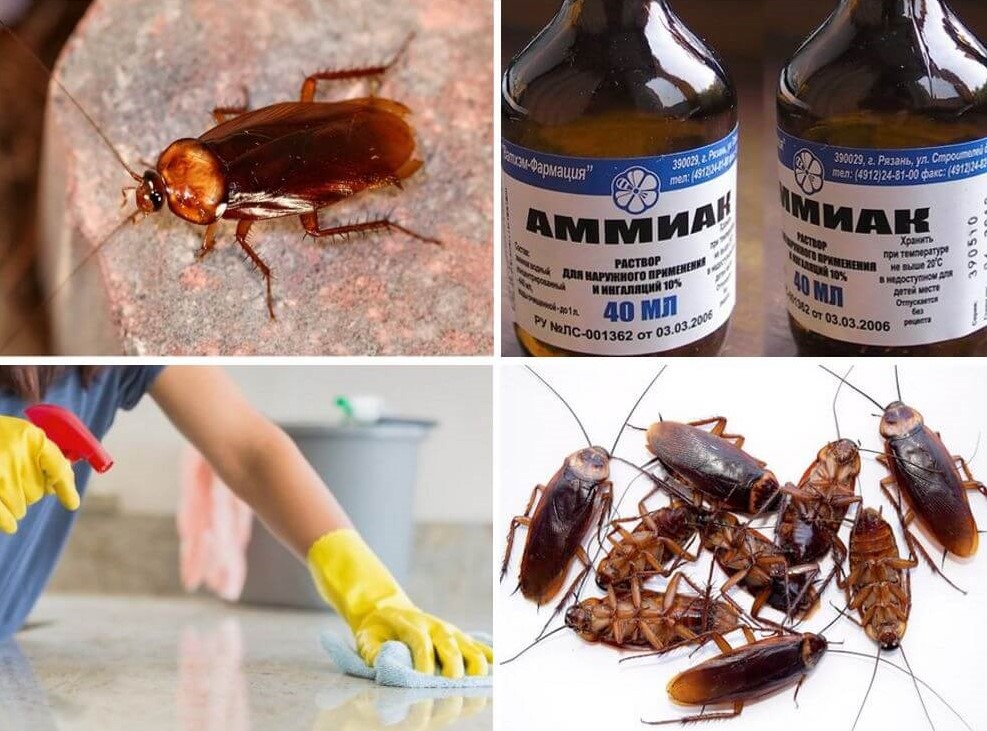 Топ-12 самых эффективных средств от тараканов в квартире: отравы,порошки, гели