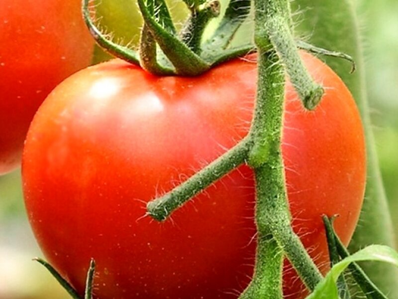 Самые урожайные томаты подмосковья. Сорта помидор для теплицы самоопыляемые. Ранние сорта помидор для теплицы самоопыляемые. Семена помидор самоопыляемые. Самоопыляемые сорта томатов для теплиц.