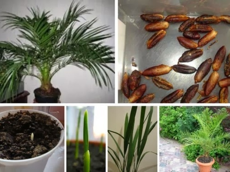 Финиковая пальма: выращивание из косточки в домашних условиях и дальнейший уход за растением