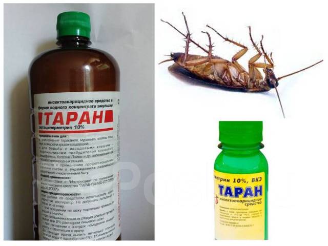 10 самых эффективных народных методов борьбы с тараканами