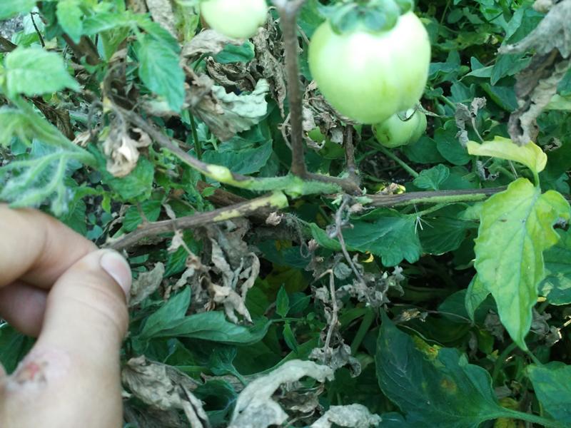 Чернеют листья у помидоров в теплице, в открытом грунте, что делать и чем обрабатывать
