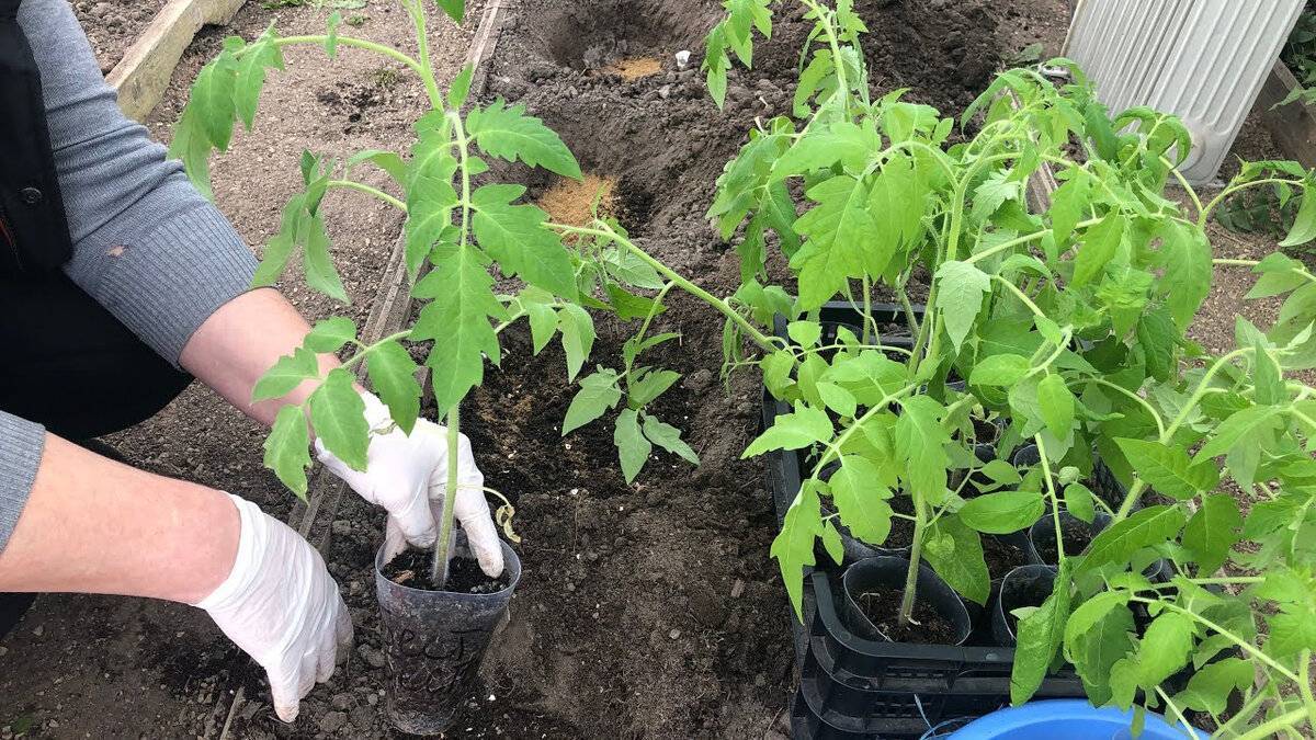 Как вырастить помидоры в теплице: уход от высадки в грунт до сбора урожая