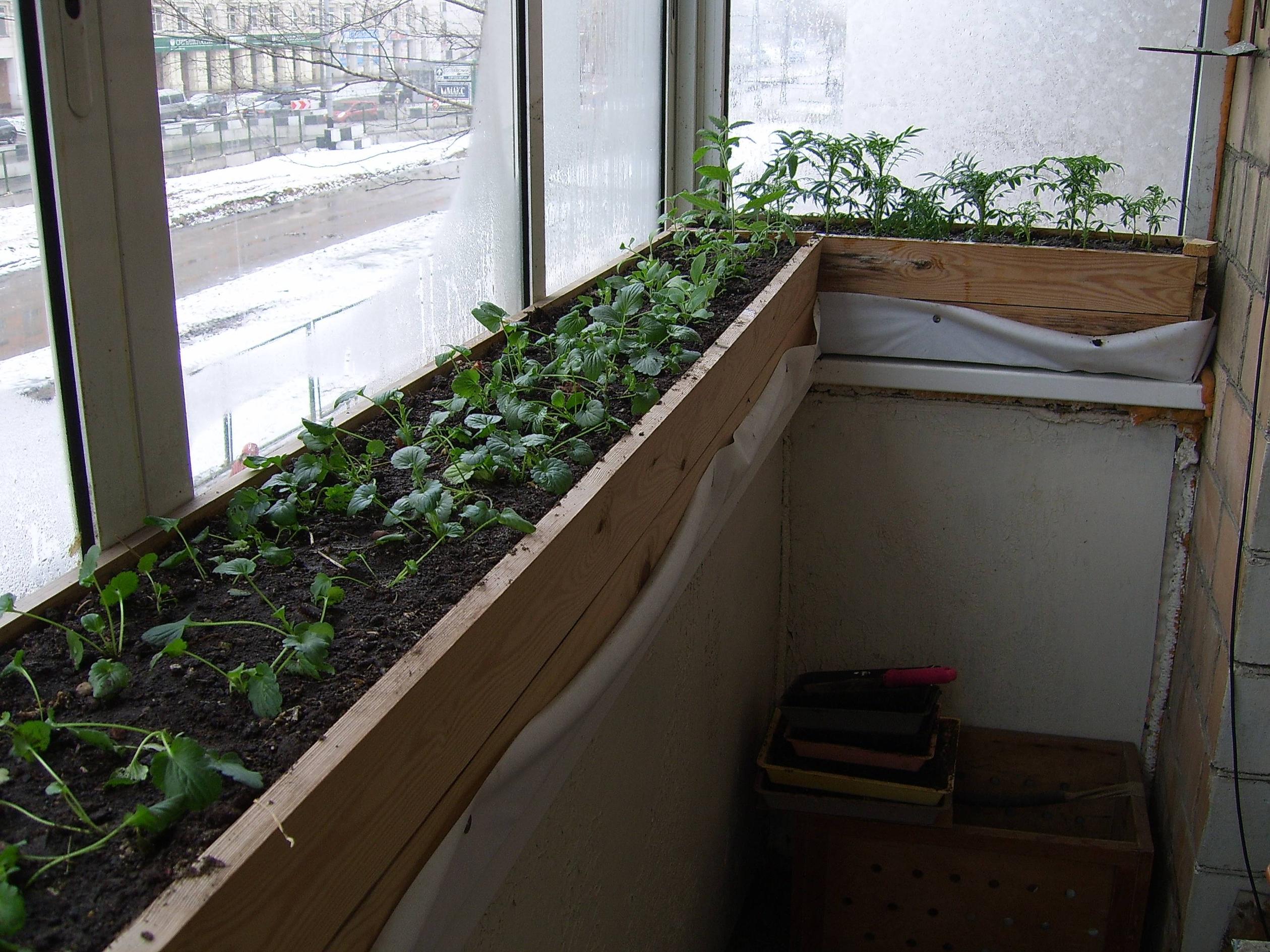 Мини огород на балконе своими руками, плюсы и минусы, возможные способы организации и размещения