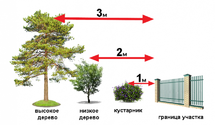 Можно ли спилить дерево во дворе?