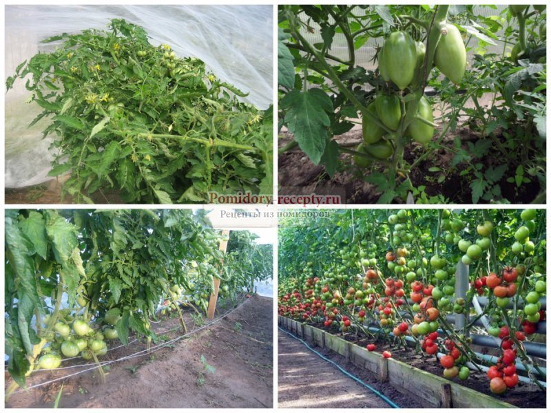 Нет завязи на помидорах | что делать если томаты цветут, а плодов нет