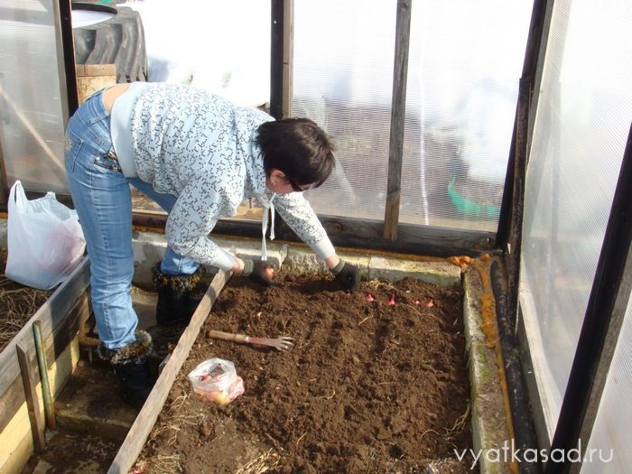 Обработка земли в теплице марганцовкой. как обеззаразить почву в теплице? | дома на века