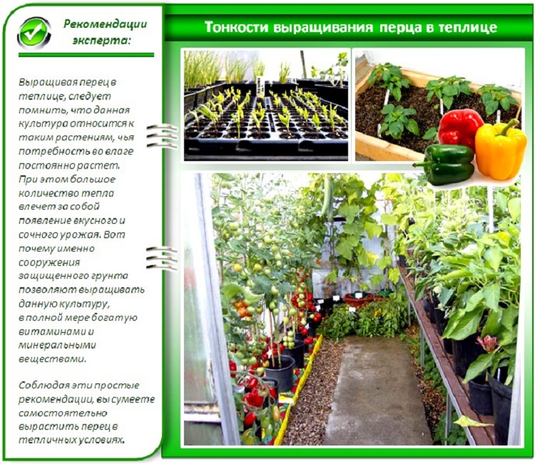 Можно ли сажать огурцы и помидоры в одной теплице, как выращивать